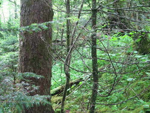 GRSM Accuracy Assessment. Plot Code: GRSM_AA_0682_3