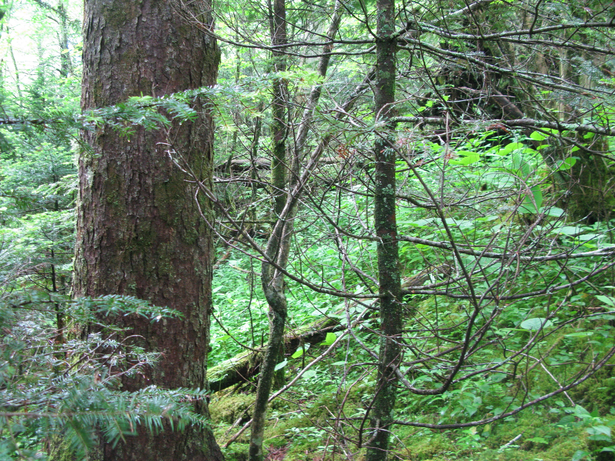 GRSM Accuracy Assessment. Plot Code: GRSM_AA_0682_3