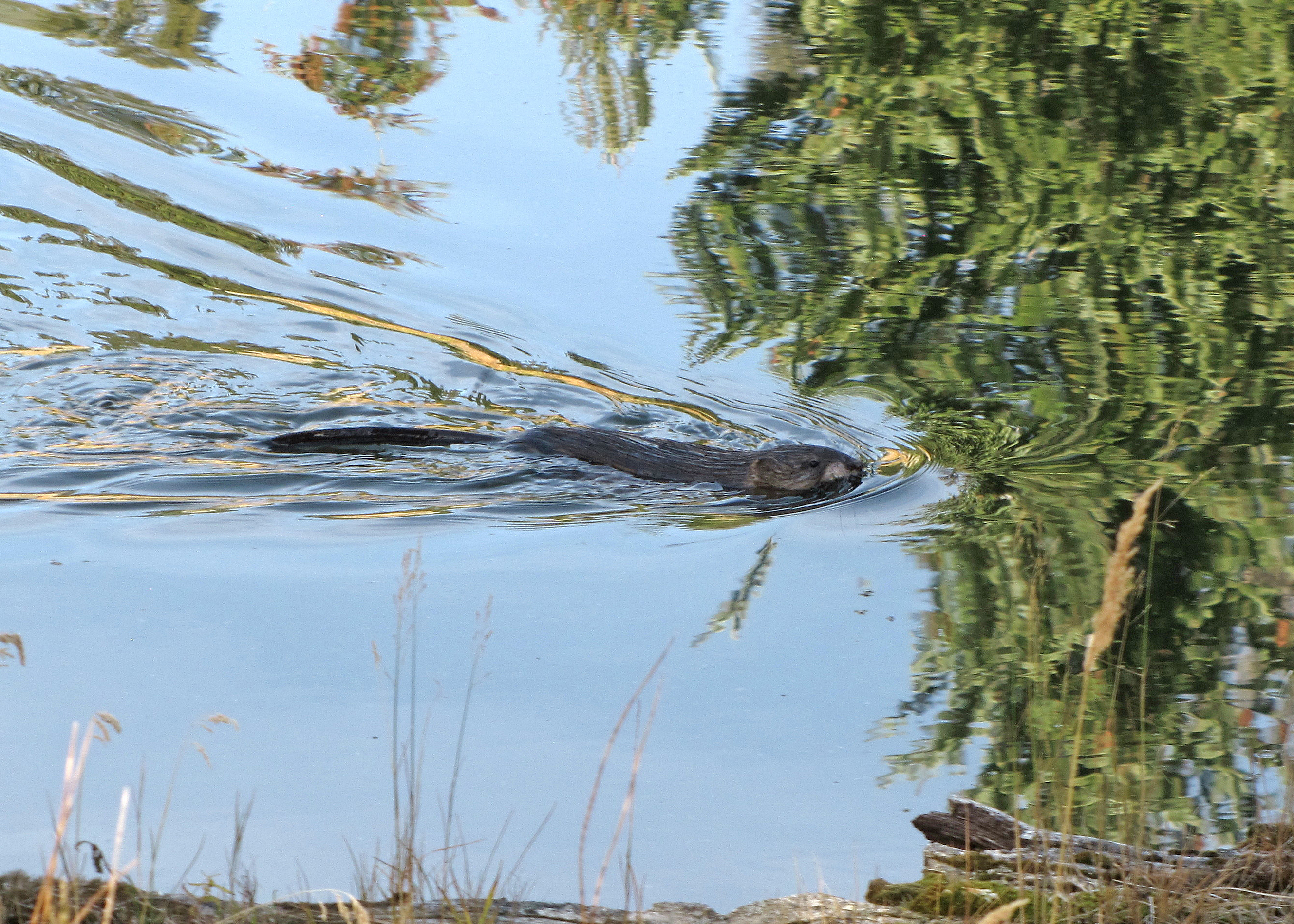 Muskrats swims and reflection of trees is around it in the water.