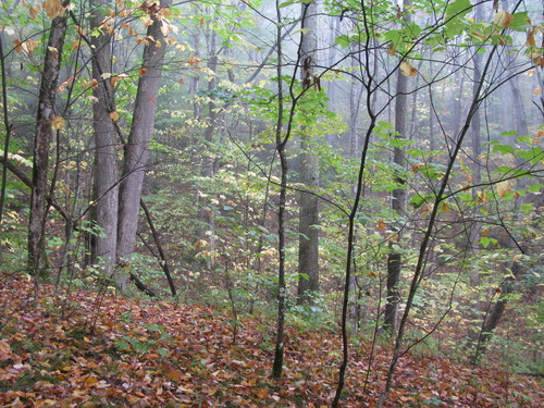 GRSM Accuracy Assessment. Plot Code: GRSM_AA_0341_2