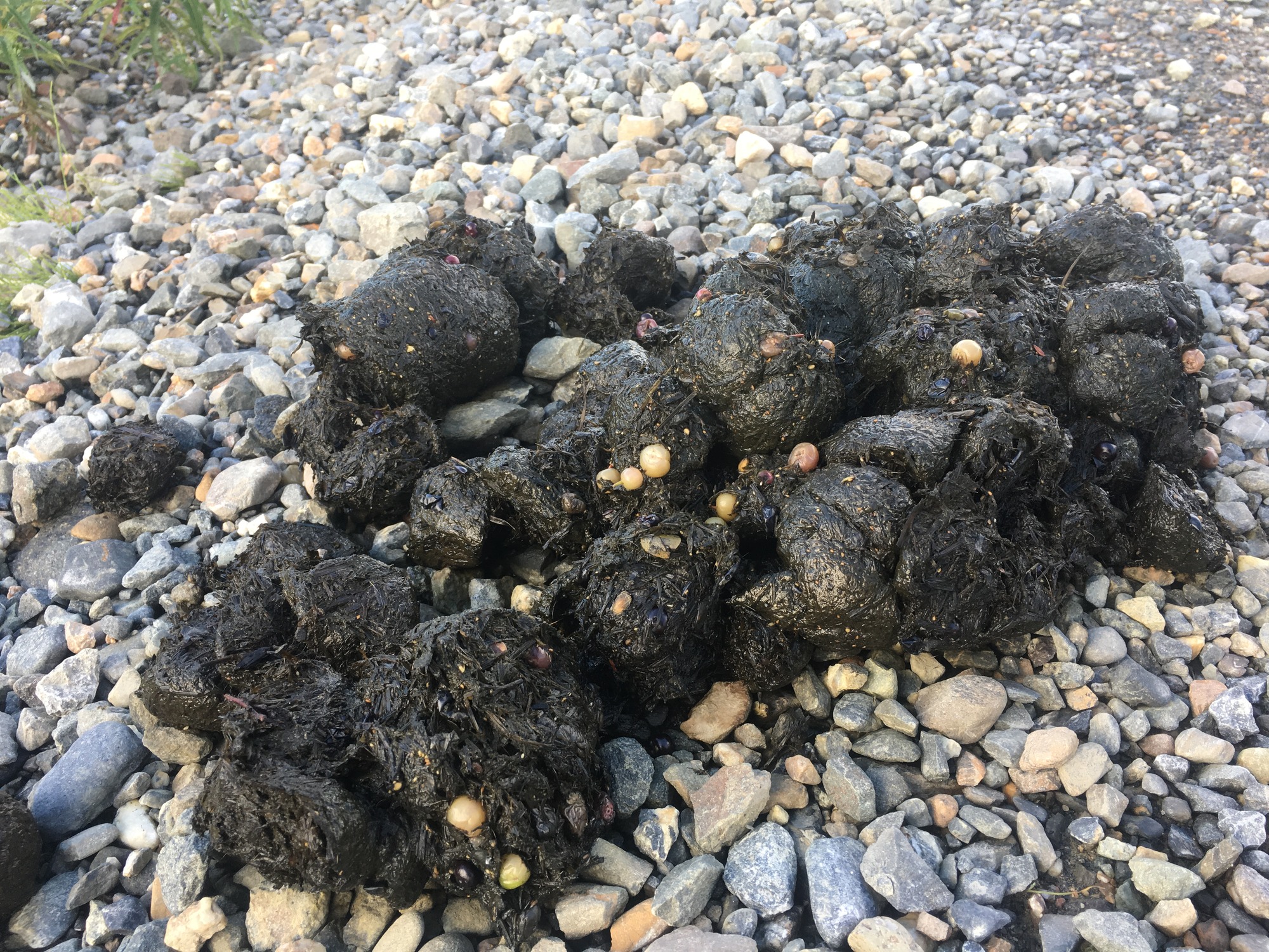 large pile of bear poop