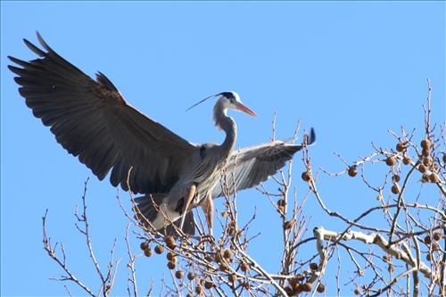 Great blue heron in Cuyahoga Valley National Park