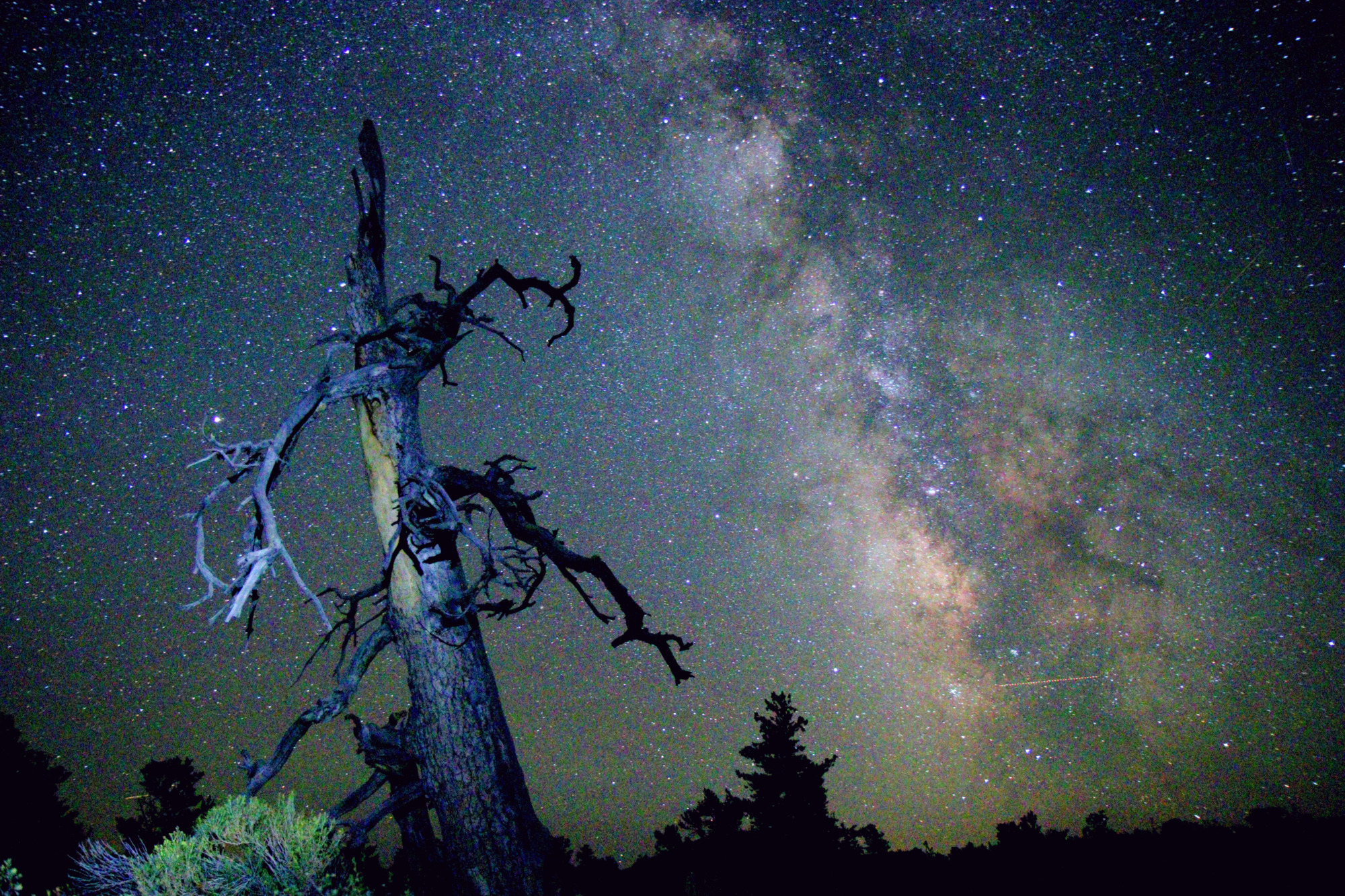 a dead tree with twisted branches against the milky way. other pine trees are silhouetted in the distance.