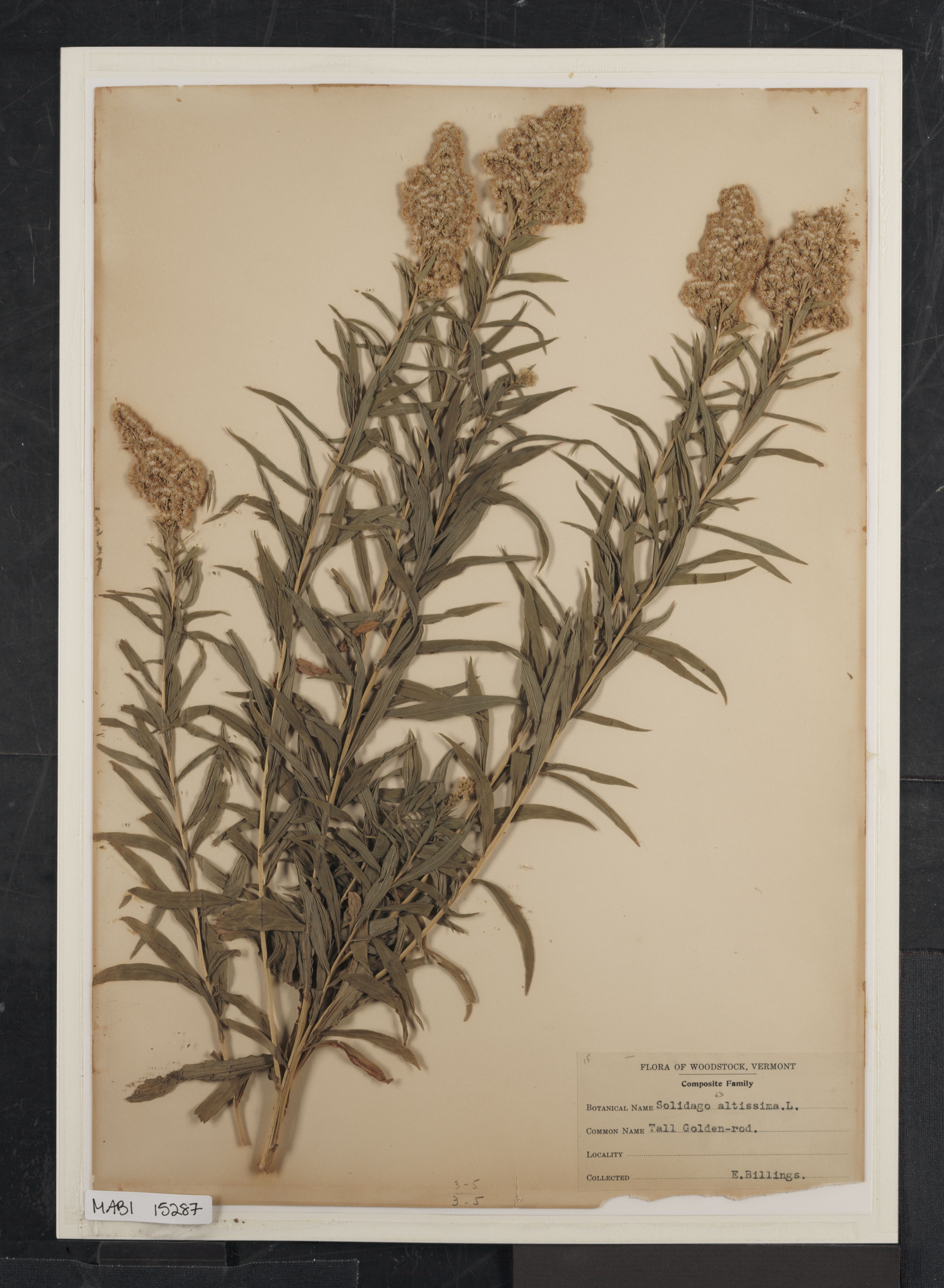 Preserved biological specimen on paper.