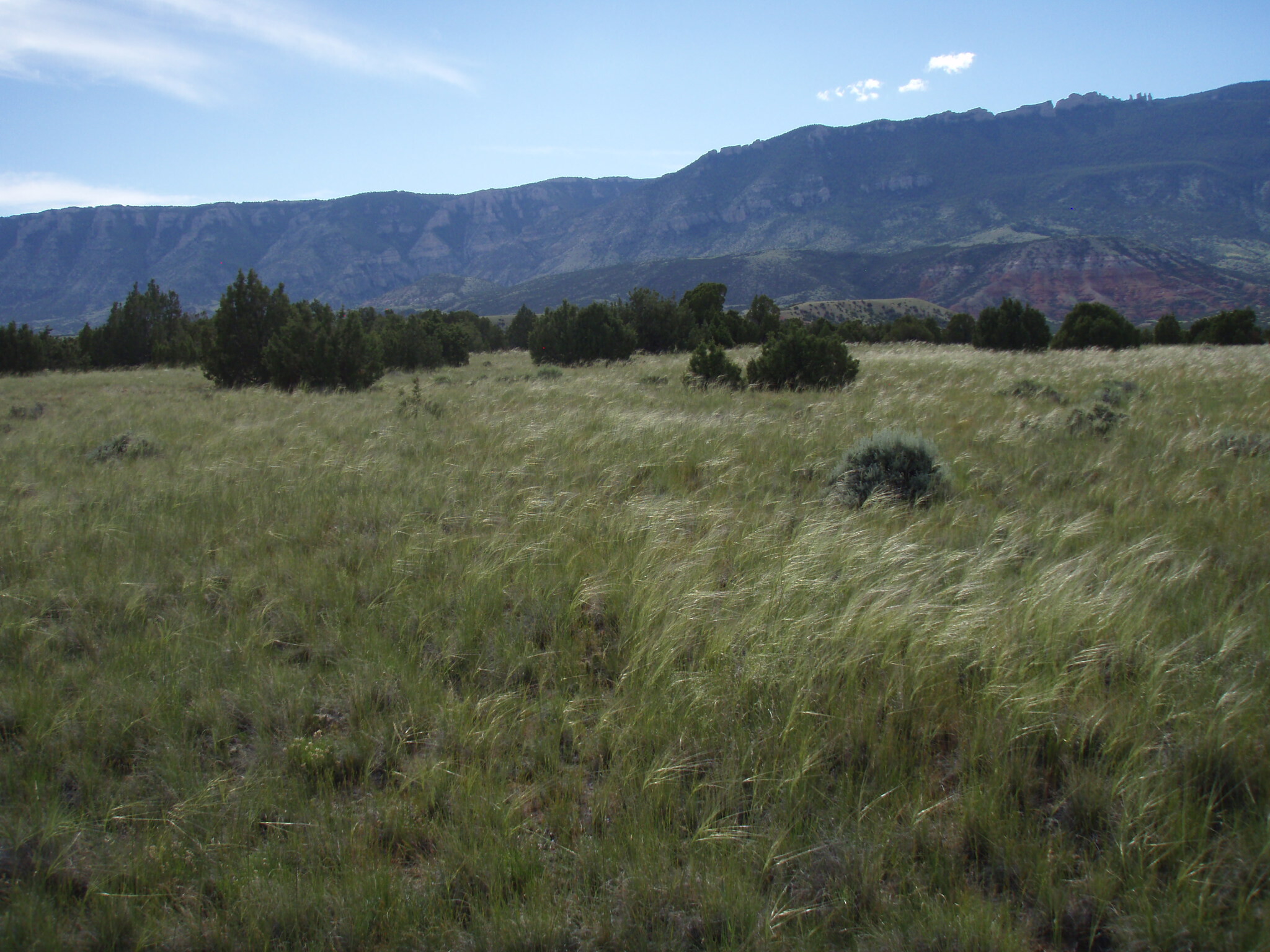 Image of the vegetation and landscape at photo point in Bighorn Canyon NRA 