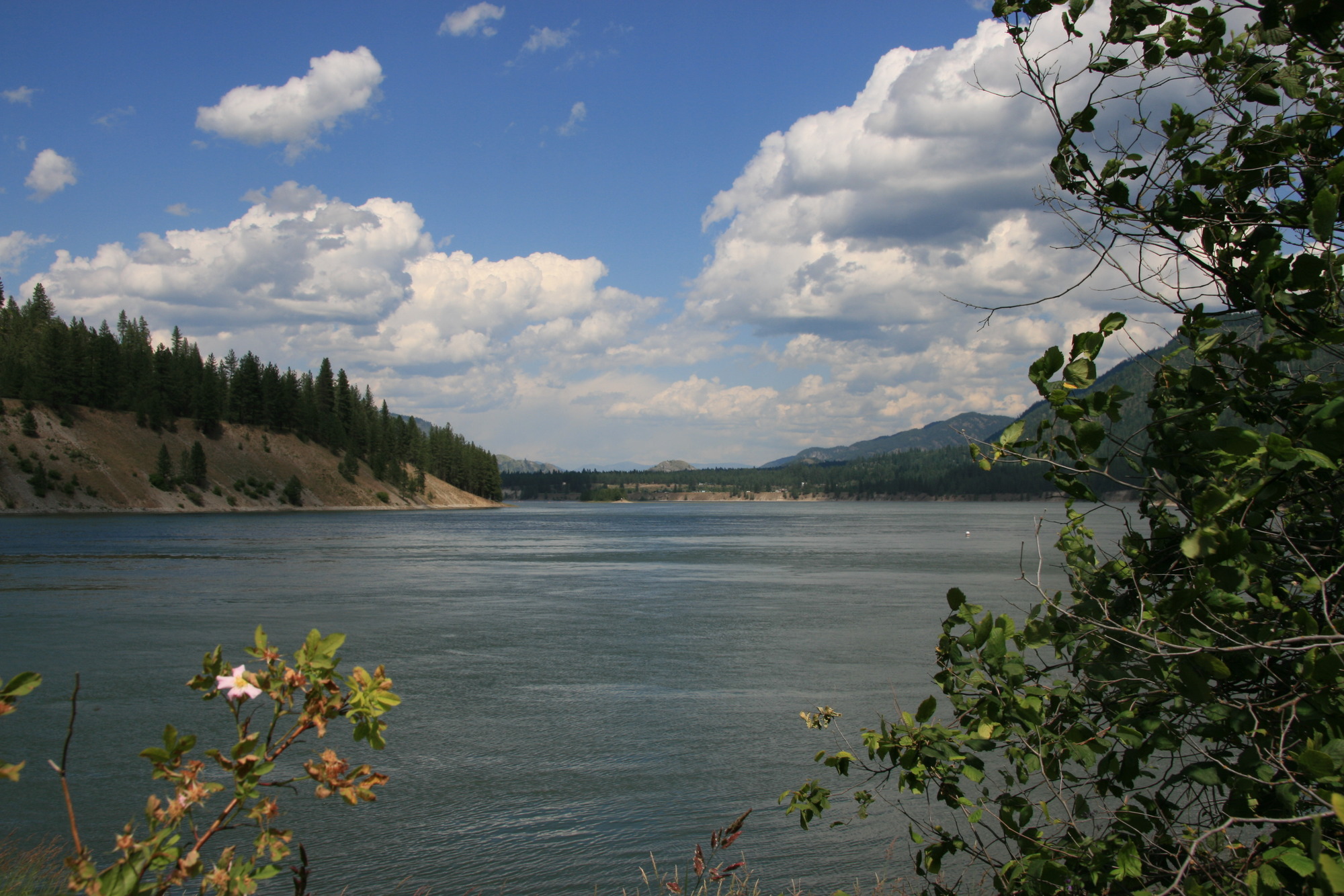 A body of water is viewed through a green shrub with tangled branches and wide leaves. The shrub has one pink flower in bloom. Across the water, tree dotted hills rise up from the shoreline. The sky is bright blue with many puffy clouds. 