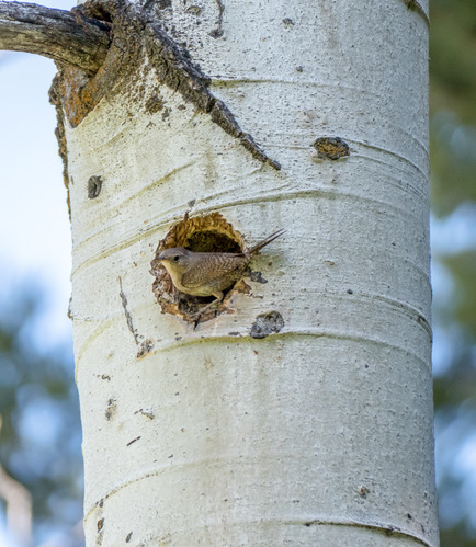 House wren sits at the edge of a cavity in an aspen tree.
