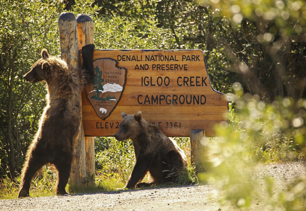 two bears playing near a wooden sign that reads "igloo creek campground"