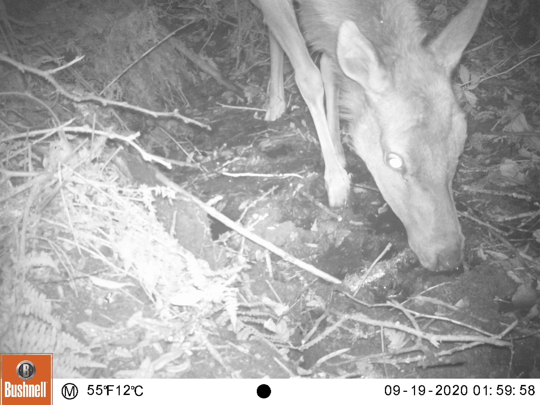 A black and white photograph of the lowered head of a female tule elk drinking from a seep of water.