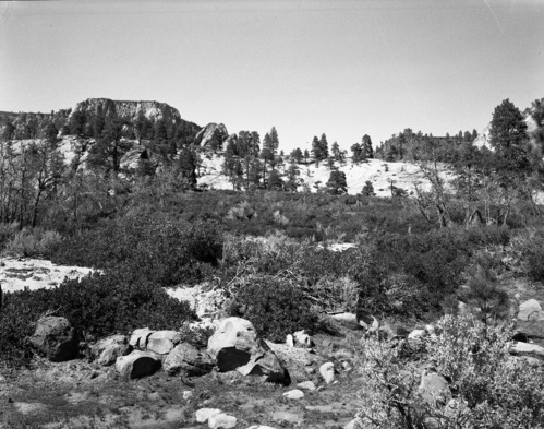 Habitat record of Gambel oak and manzanita forest.