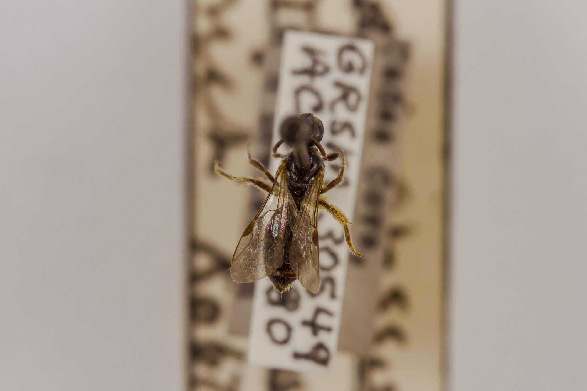 Image of Lasioglossum macoupinense, a species of Animalia