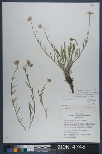 Herbarium Specimen Sheet 4743