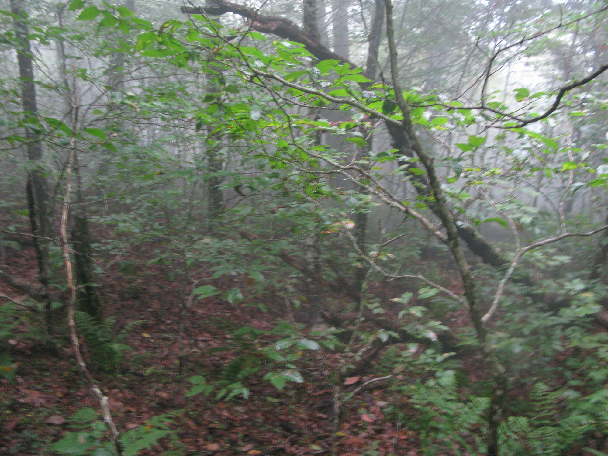 GRSM Accuracy Assessment. Plot Code: GRSM_AA_0575_2