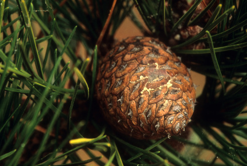 Bishop Pine Cone