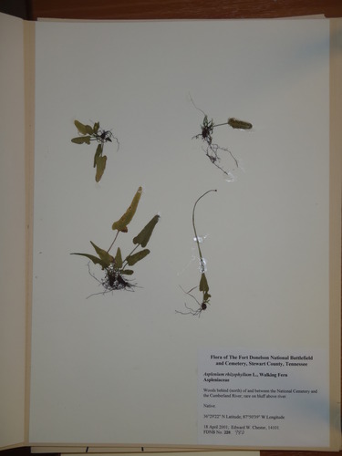 pressed native plant on paper