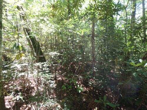 GRSM Accuracy Assessment. Plot Code: GRSM_AA_0091_4