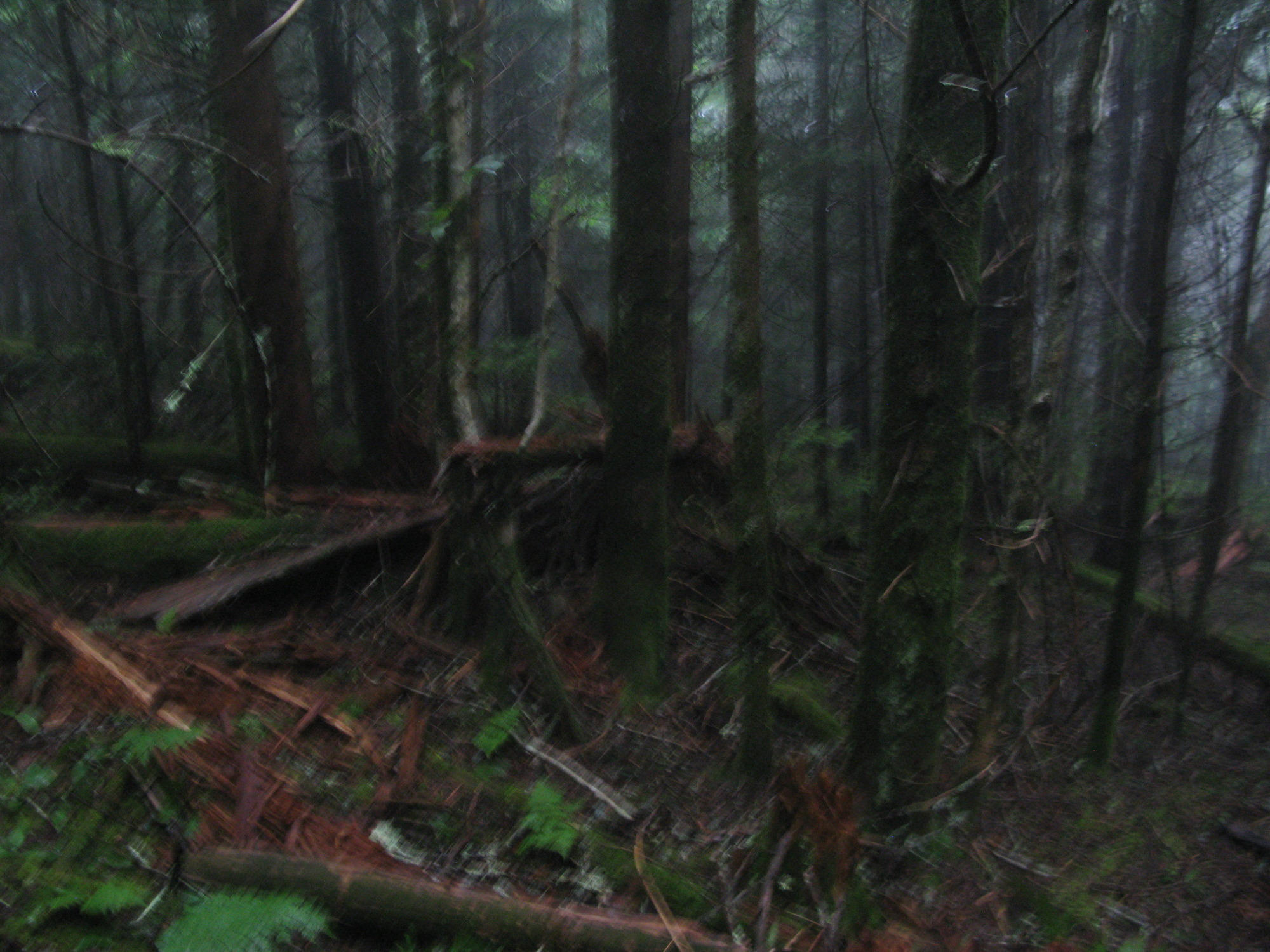 GRSM Accuracy Assessment. Plot Code: GRSM_AA_0163_5