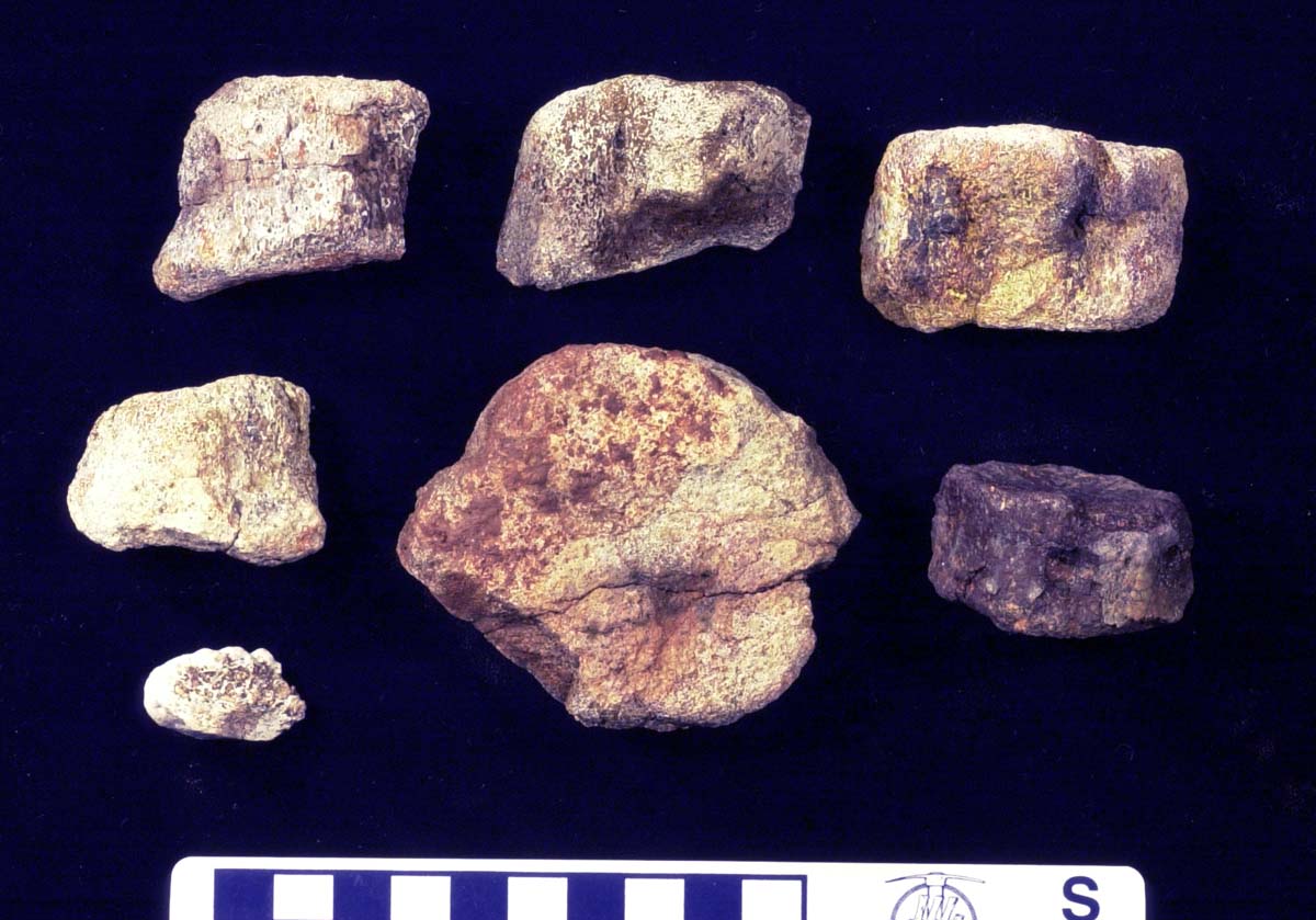 Phytosaur vertebrae