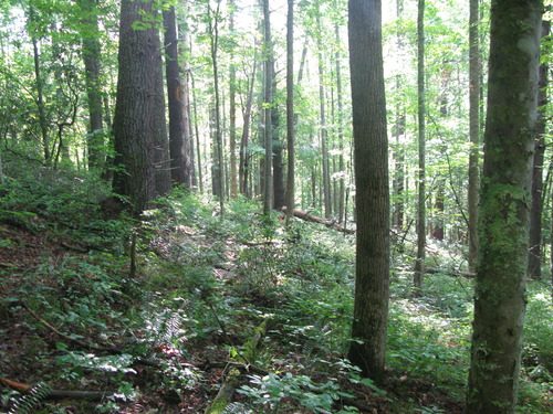 GRSM Accuracy Assessment. Plot Code: GRSM_AA_0139_3