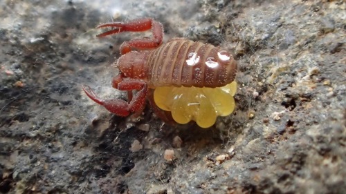 a tiny scorpion with an egg sac under its body