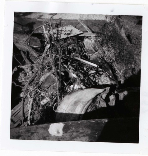 Brush clearing and removal.