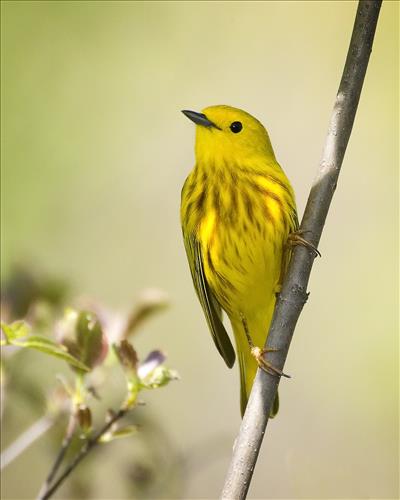 Blue-winged, yellow, yellow-rumped and prothonatory warblers in Cuyahoga Valley National Park