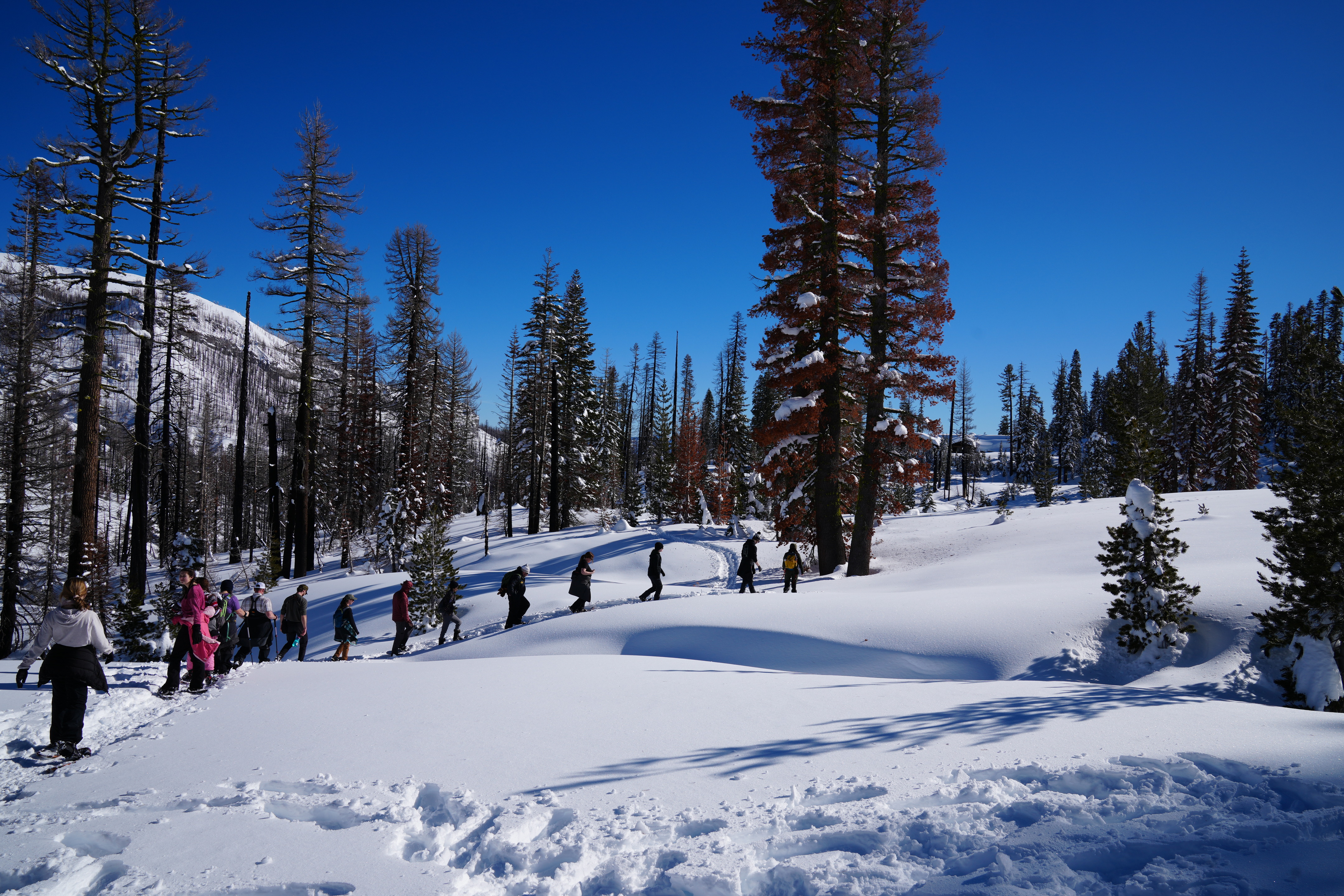Visitors follow a ranger up a gradual snow-covered slope. The area is sparsely wooded and there are a few burned trees in the background.