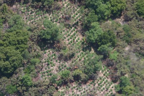 Marijuana cultivation sites in Pacific West Region parks from 2006-2008 showing vegetation clearing, chemicals, hillside terracing, weapons, and growers posing with poached bear.