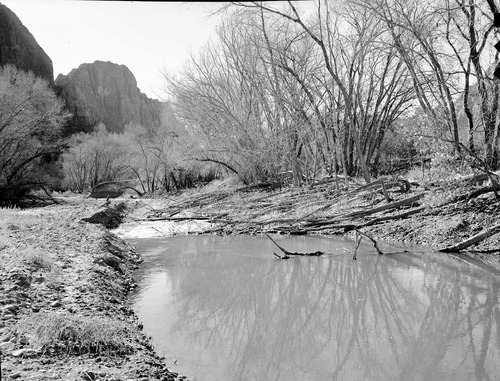 Cottonwood trees cut down by beaver near mouth of Birch Creek.