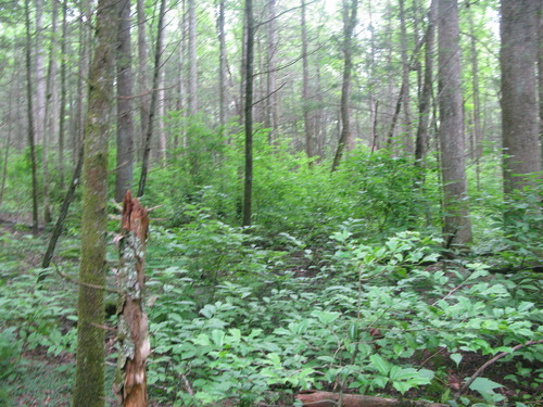 GRSM Accuracy Assessment. Plot Code: GRSM_AA_0619_4