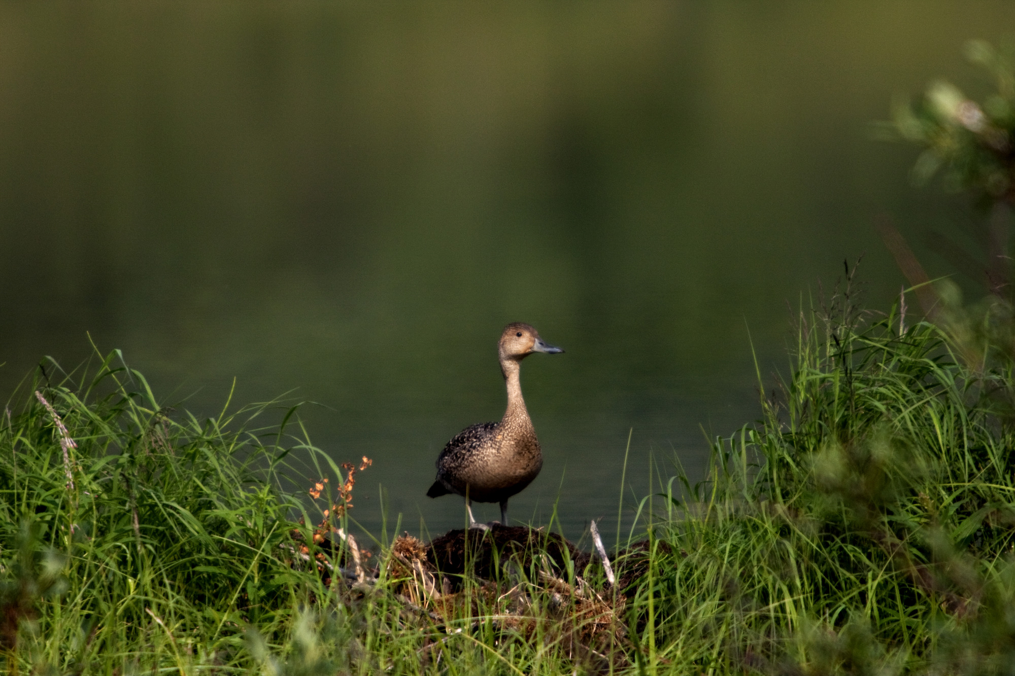 a duck standing on a clump of soil near a pond