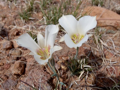 Large cup-shaped white flowers with petals that reach far out, on a thick pale green stem with few leaves.