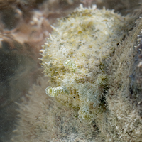 A well-camouflaged sea slug is light greenish-gray and blends in very well with the algae-covered rocks it crawls on.
