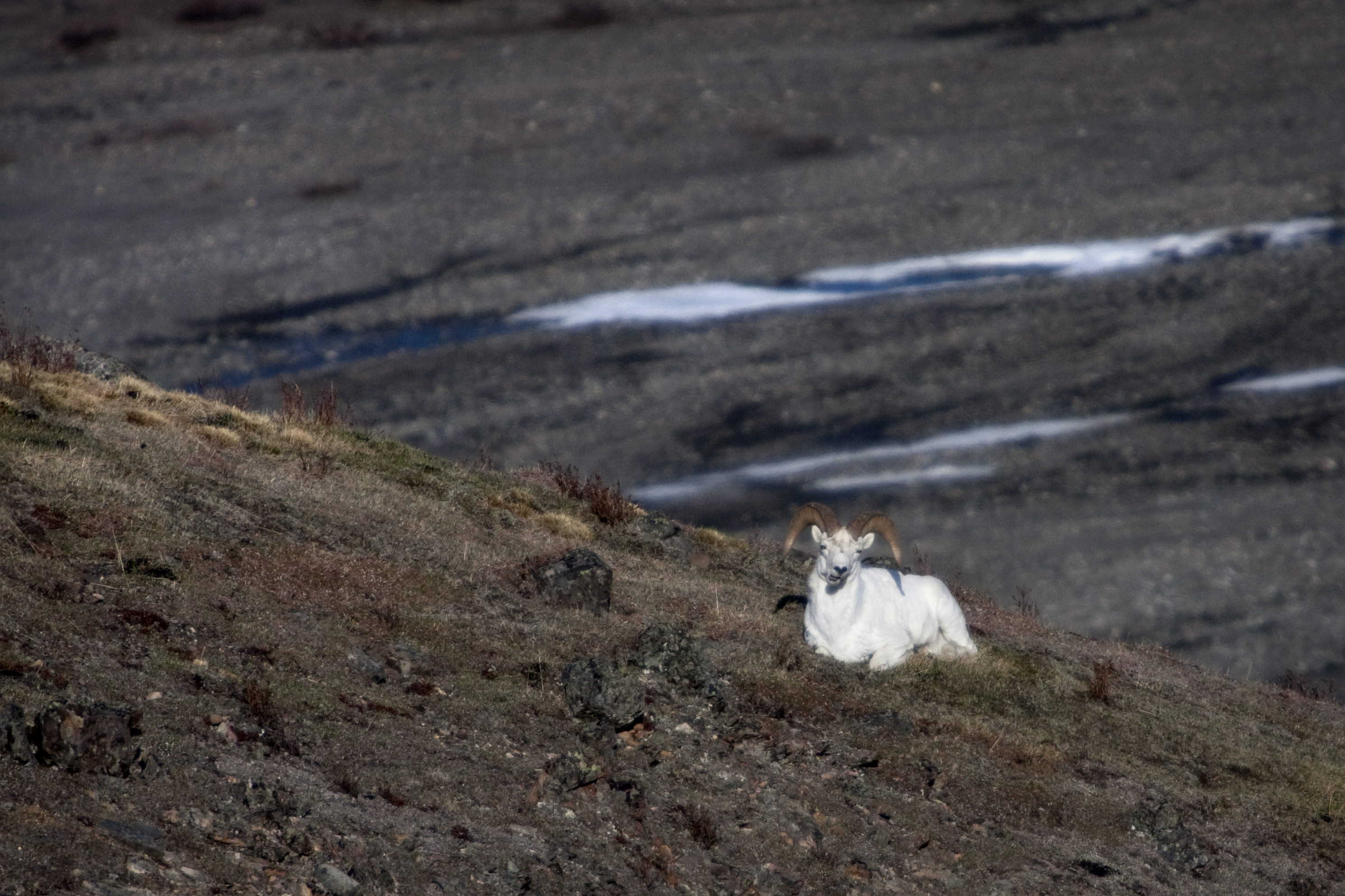 a ram sitting on a mountainside