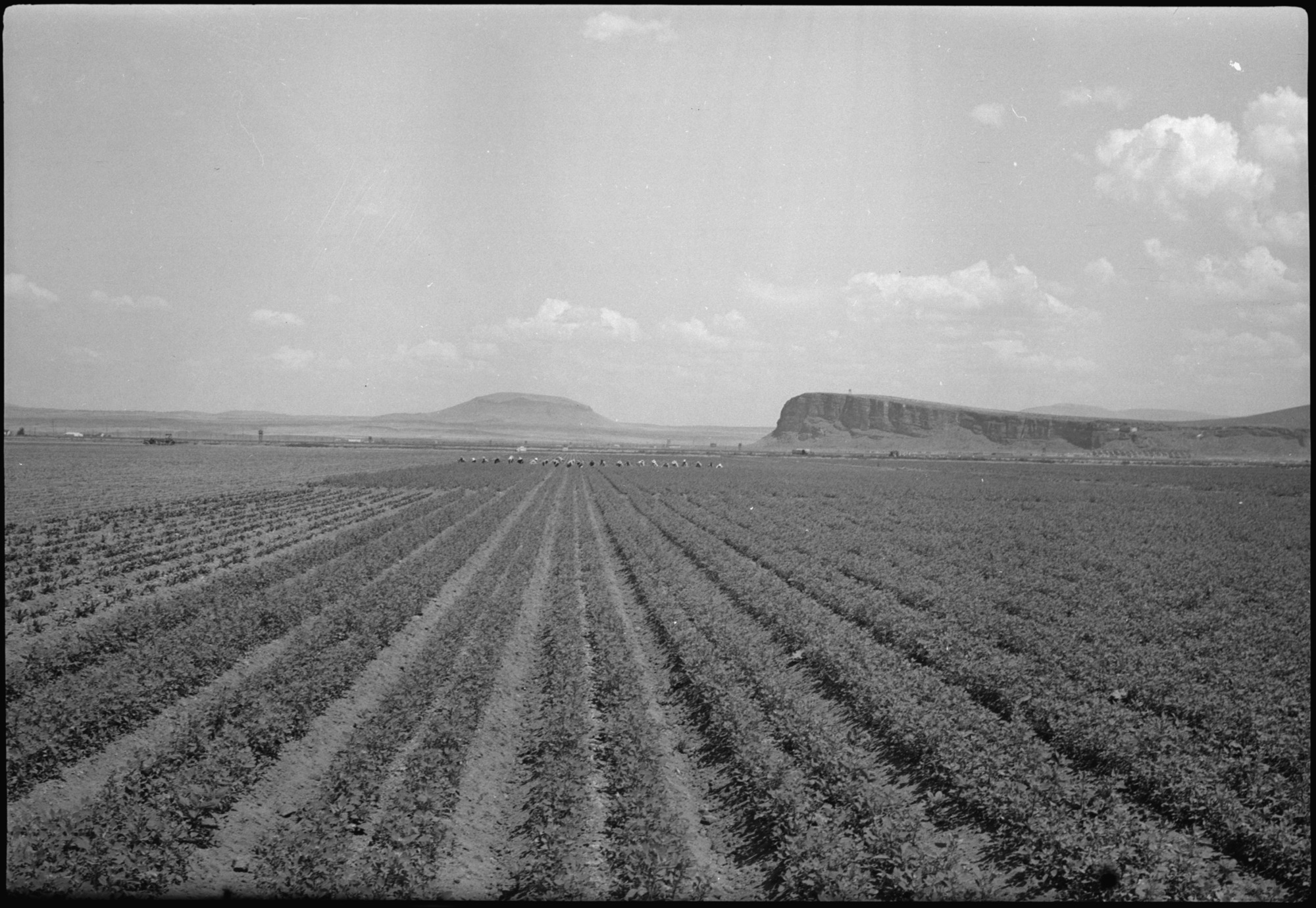 This field of beets at the Tule Lake Center was planted June 1, 1944