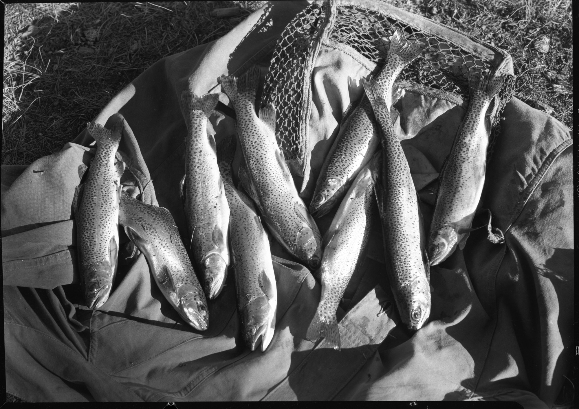 Good catch of rainbow trout from Wilmer Lake caught by Chief Ranger Townsley.