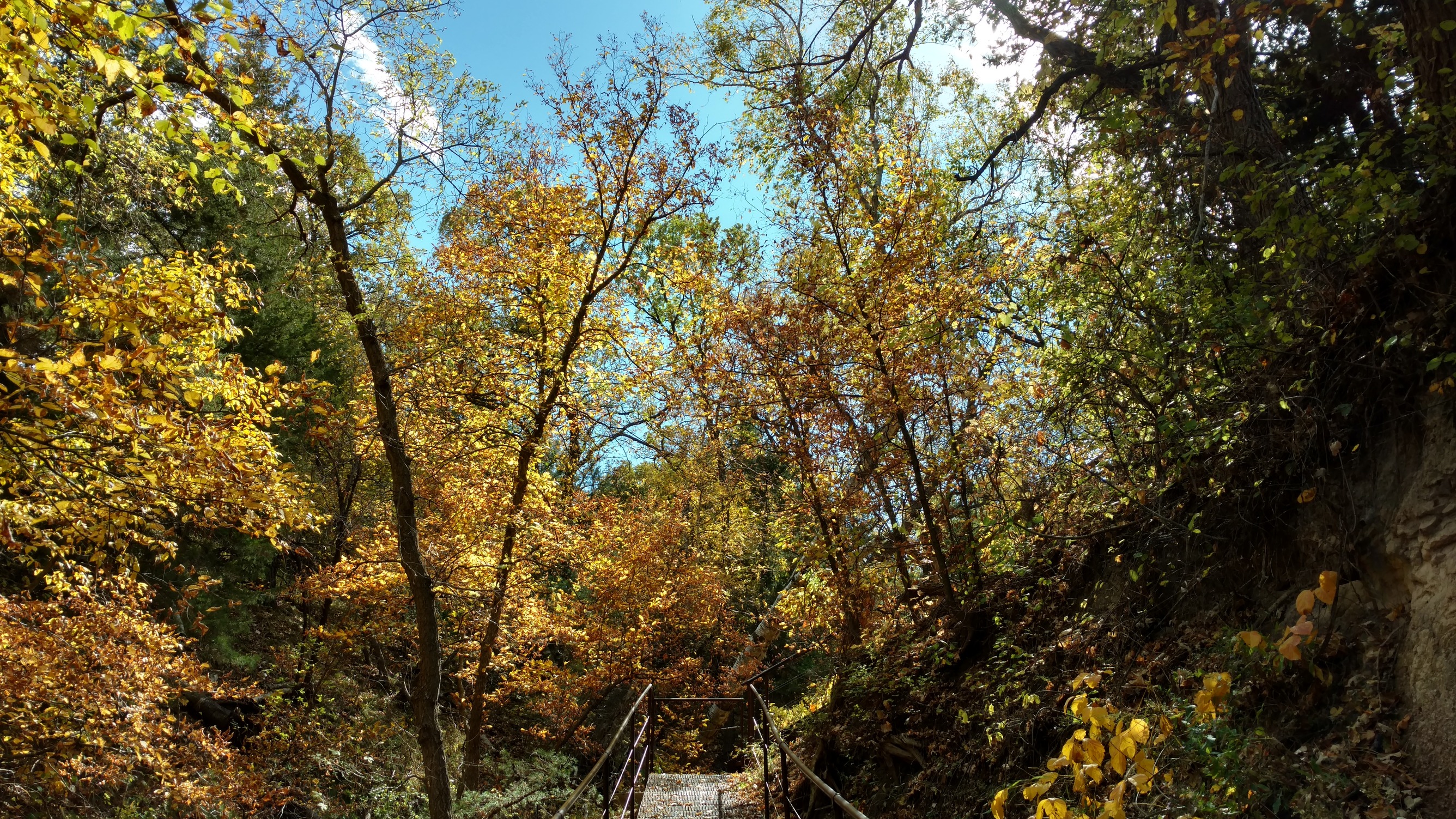 a metal walkway is suspended in the height of the fall foliage of red, green, yellow, brown, and orange.