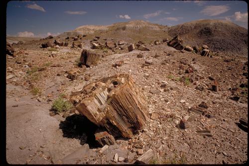 Petrified Wood at Petrified Forest National Park, Arizona