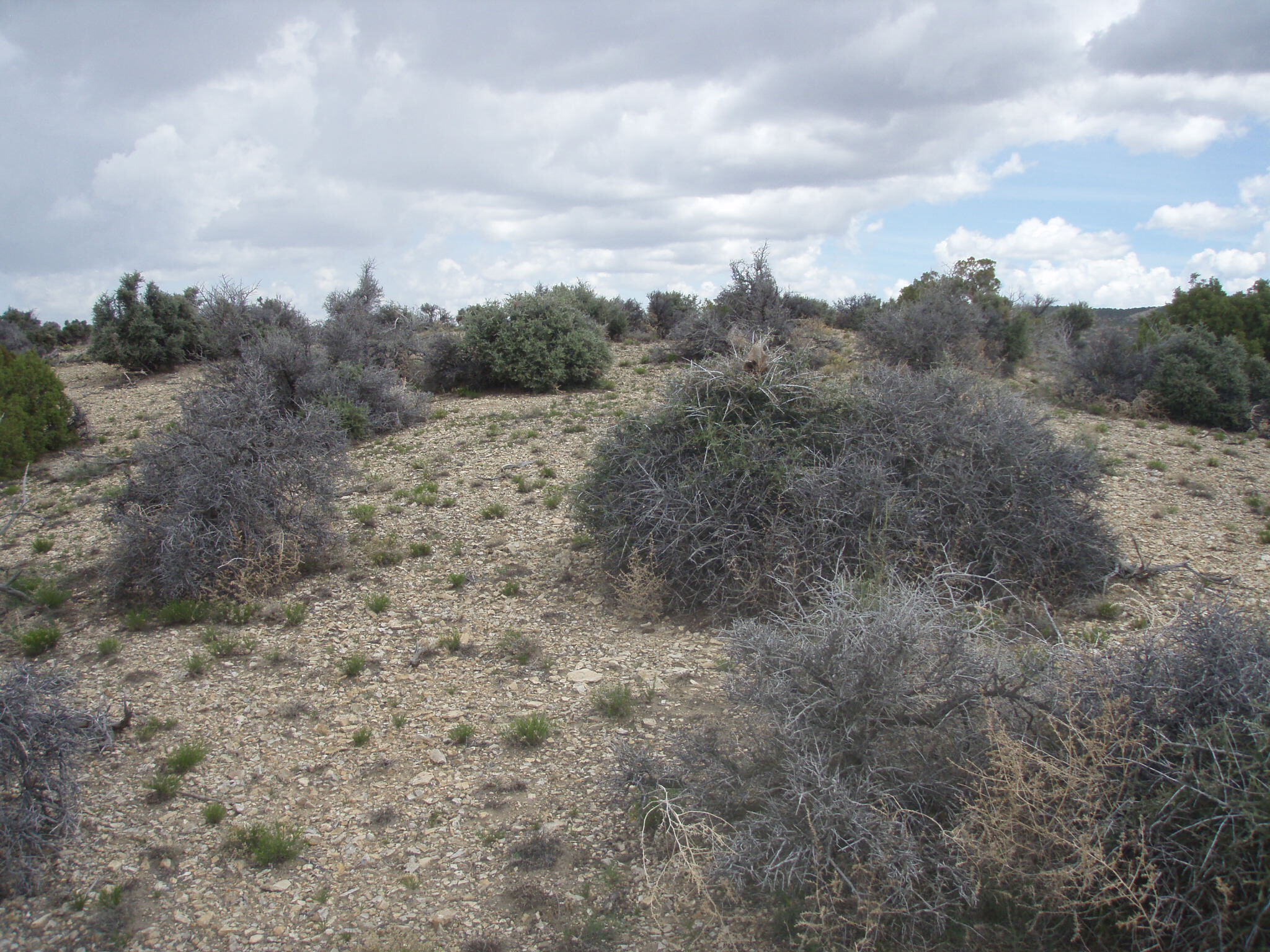Image of the vegetation and landscape at photo point in Bighorn Canyon NRA 