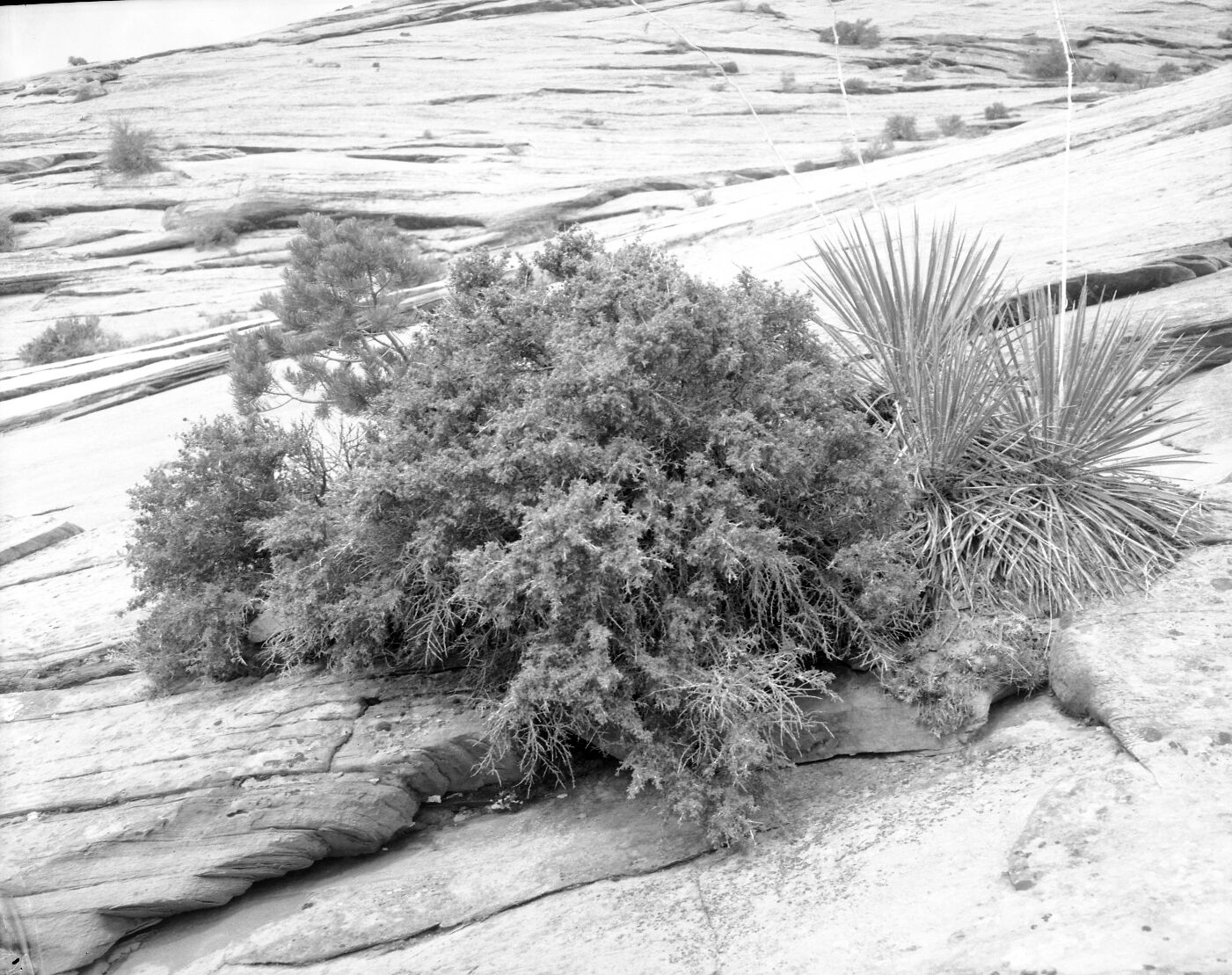 A close-up of a niche on cliffside on east side of Zion National Park. Exhibit 17. [also see negative number 3114 and negative number 3106]
