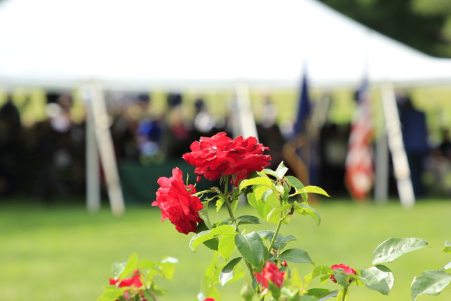 A rose blooms with the ceremony in the background