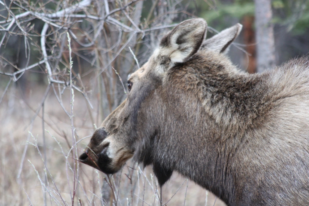 a moose eating a shrub