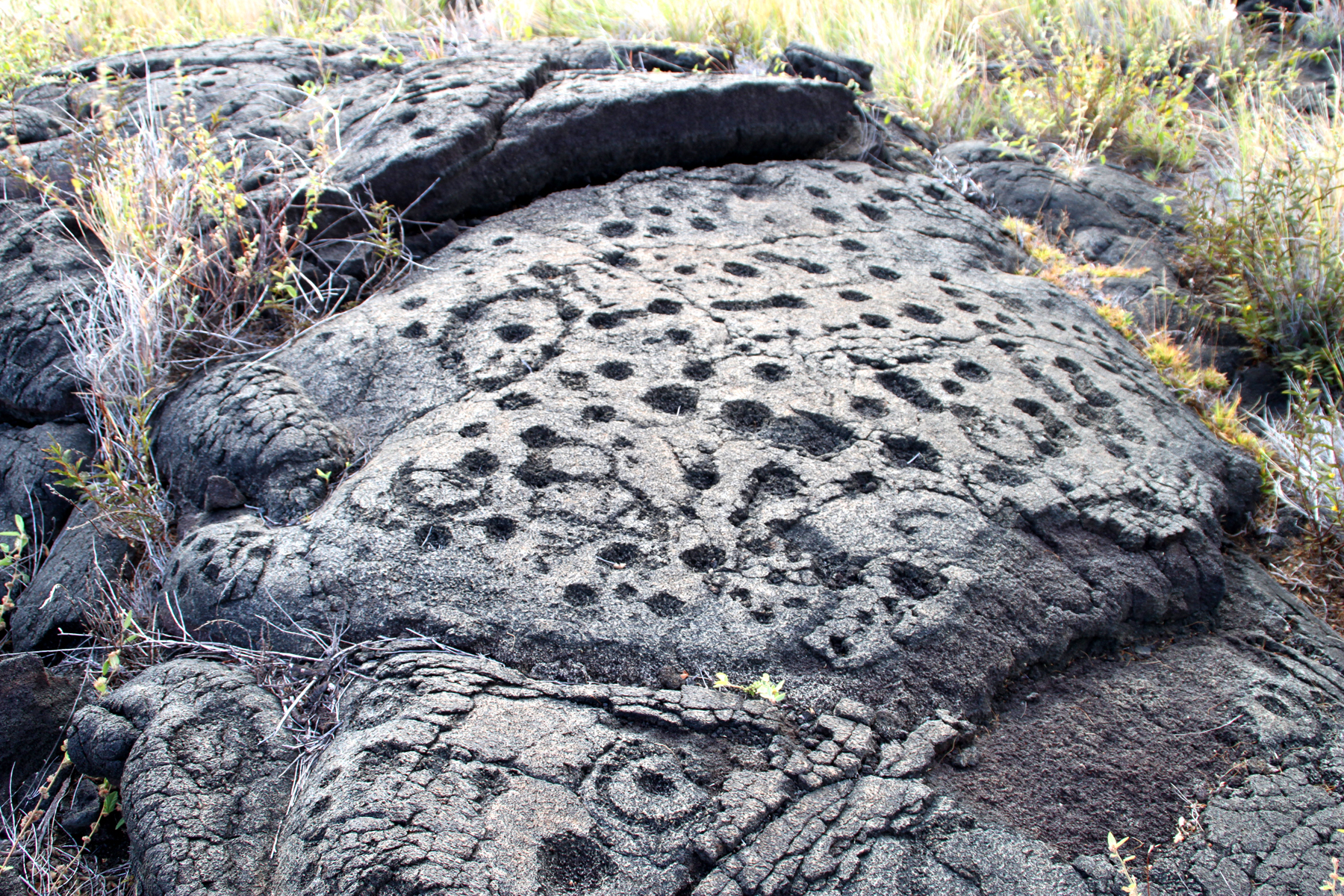Many petroglyphs in dark gray rock surrounded by grass