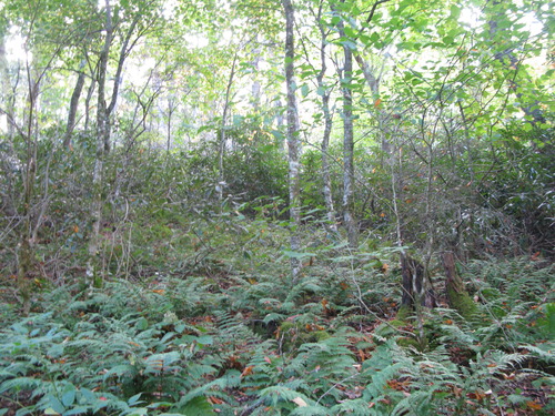 GRSM Accuracy Assessment. Plot Code: GRSM_AA_0219_5