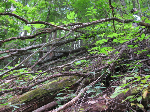 GRSM Accuracy Assessment. Plot Code: GRSM_AA_0843_3