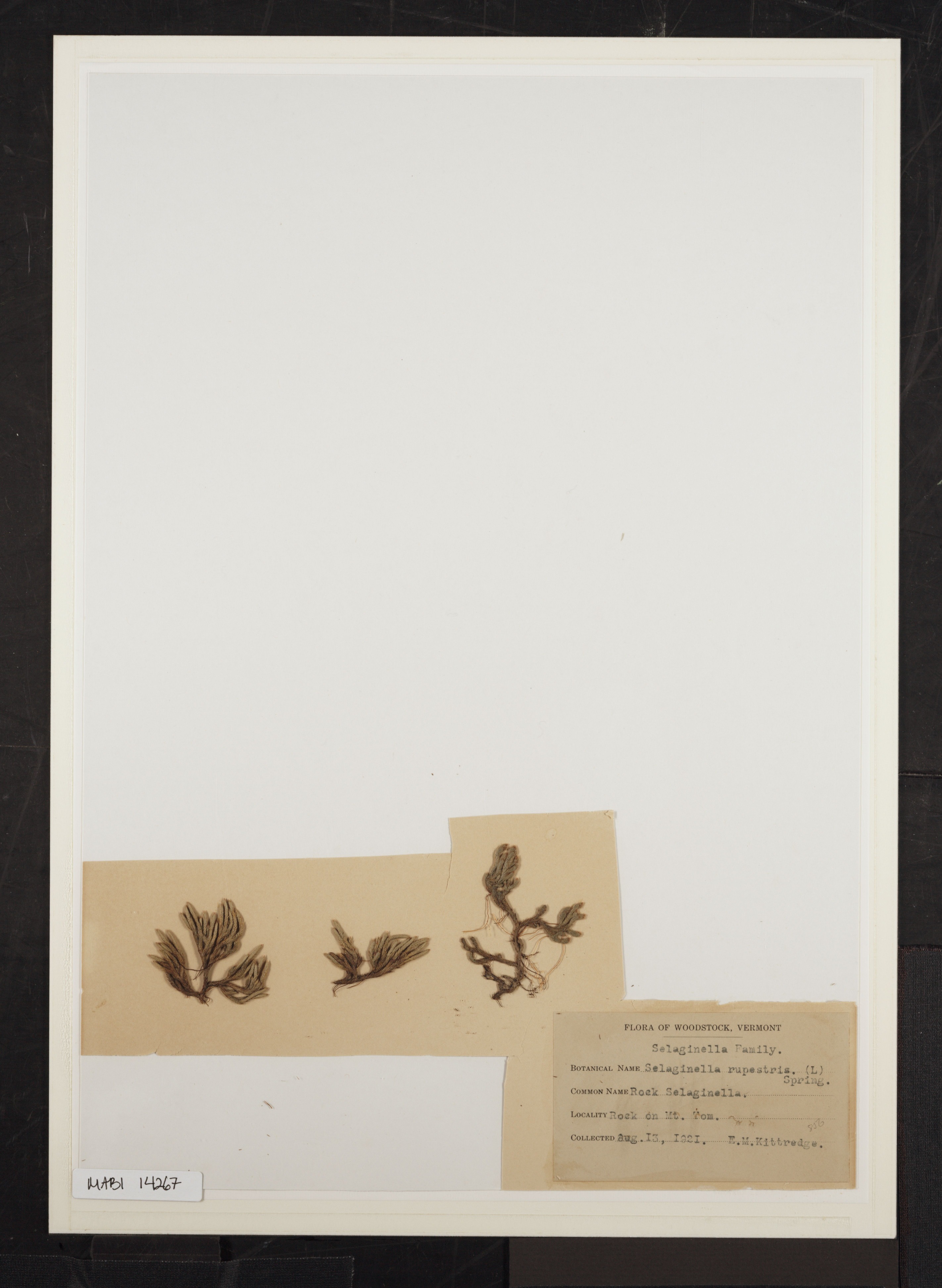 Preserved biological specimen on paper.