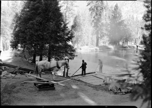 Harvesting ice at Wawona with horse power.