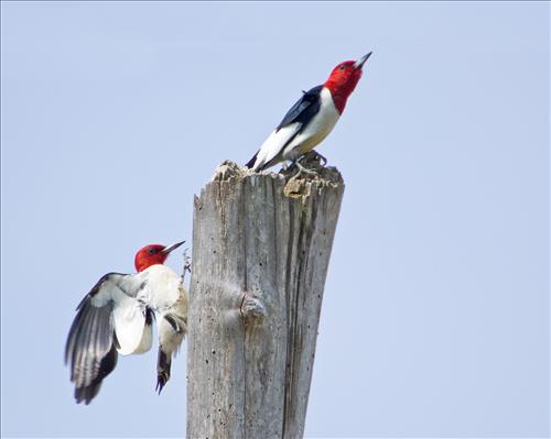 Red-headed woodpecker in Cuyahoga Valley National Park