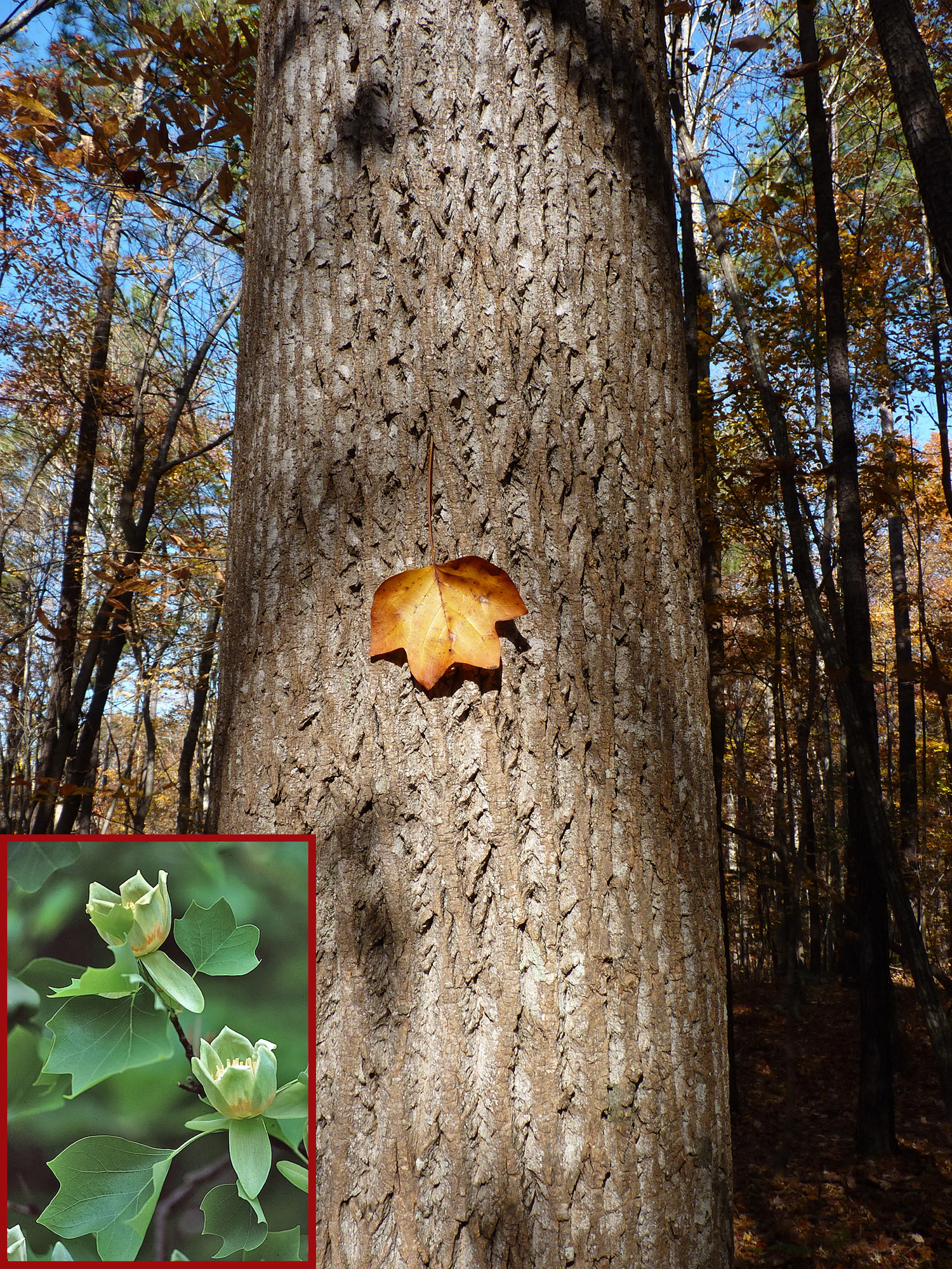 Tuliptree / Tulip poplar