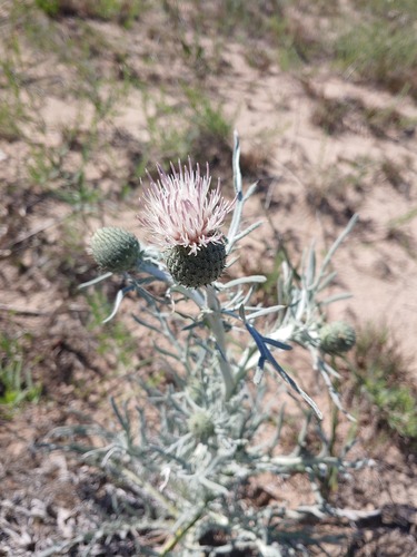 A tall, silvery green thistle. The head of the thistle is a green bulb, covered in dozens of small spikes. From the head of the thistle emerges a flower—dozens of pale pink petals, narrow and long, reaching upward. 